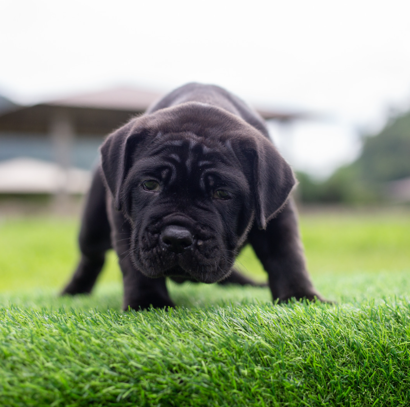pet-friendly turf with a dog pet-friendly turf with a dog